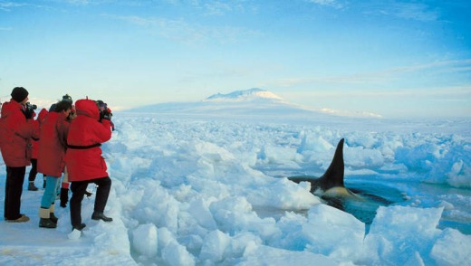Antarctic wildlife spotting.