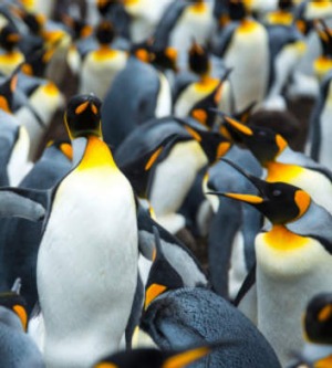 King penguins inhabit the continent.