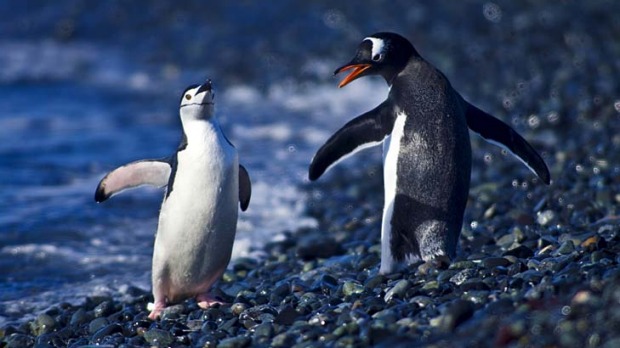 Chills and thrills ... penguins at play on Half Moon Island.