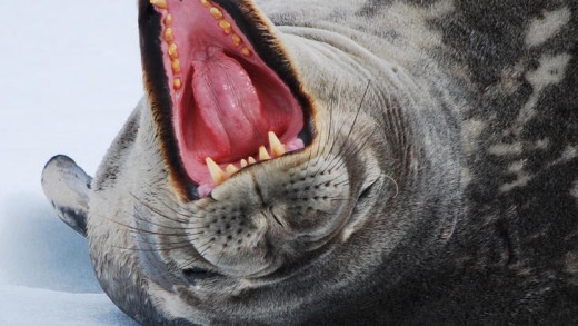 A leopard seal.