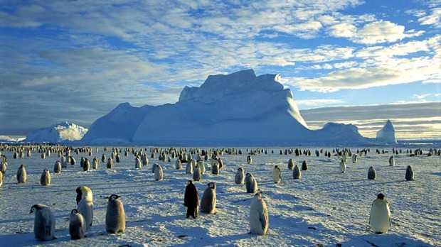 Lucky dip ... an emperor penguin rookery on the Weddell Sea.