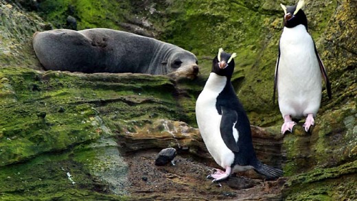 Rare and remote ... a rookery of royal penguins on Macquarie Island.