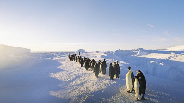 Emperor Penguins, Antarctica.