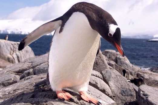 A penguin on Cuverville Island.