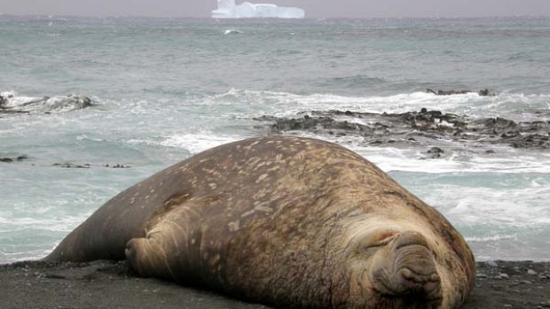 A seal lazes by the water on Macquarie Island.