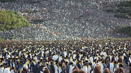 Kind of blue ... a king penguin colony on Salisbury Plain.