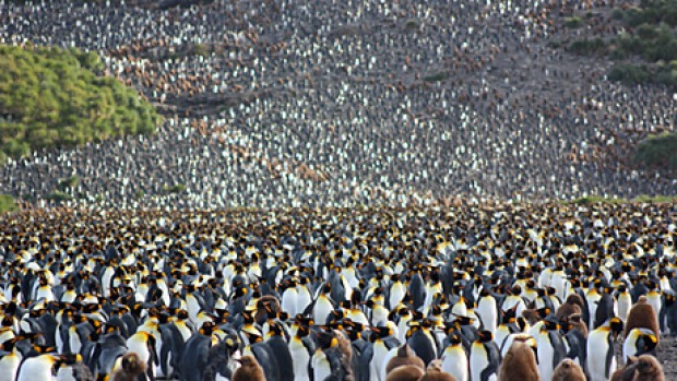 Kind of blue ... a king penguin colony on Salisbury Plain.