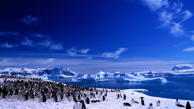 Cold call ... Gentoo penguins have no fear of tourists.