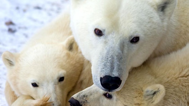Tracking endangered wildlife like polar bears in Churchill, Mantioba is part of the trend for 'tourism of doom'.