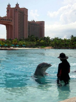 Frolic with a dolphin ... but is it a bargain? A dolphin and trainer work in a pool at the Atlantis Paradise Island ...