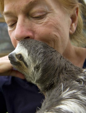 Vets say sloths eat only leaves, do not drink water and in Costa Rica tend to live on the Caribbean coast to the east ...