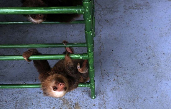 A baby Hoffmann's two-toed sloth (Choloepus hoffmanni) plays at the Sloth Sanctuary.