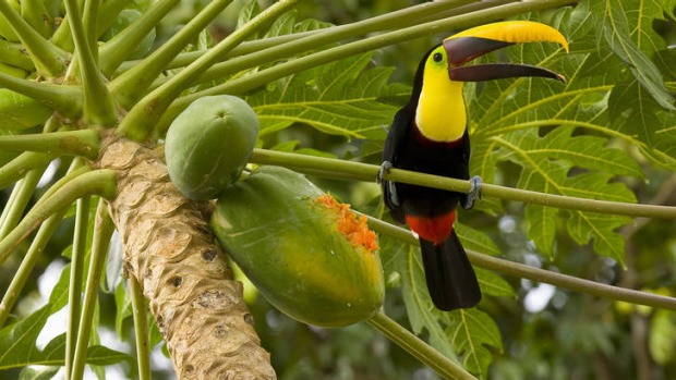 A keel-billed toucan.