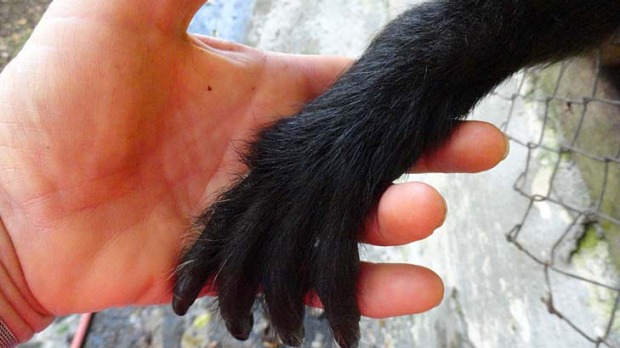 Volunteer at La Marina holding hands with a rescued spider monkey.