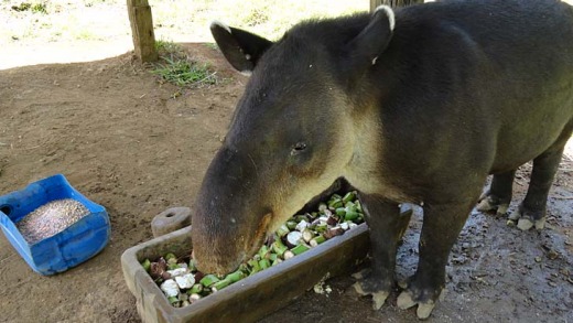 Animal rescue... tapirs are cared for at La MarinaWildlife Rescue Centre.