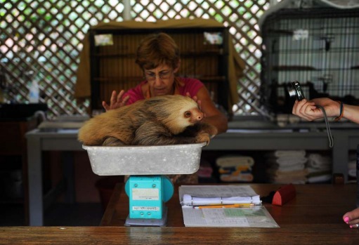 Claire, a worker at the Sloth Sanctuary in Penshurt.