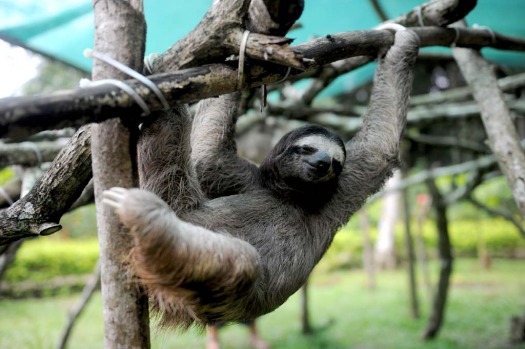 A brown-throated sloth (Bradypus variegatus) plays at the Sloth Sanctuary in Penshurt.