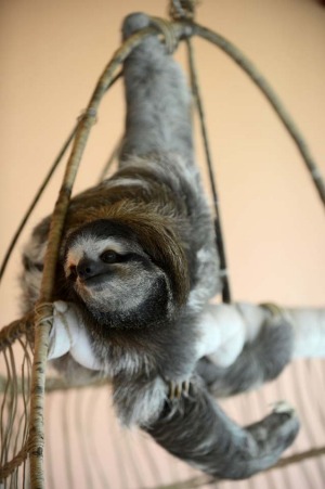 A brown-throated sloth (Bradypus variegatus) hangs from its claws at the Sloth Sanctuary in Penshurt, some 220 km east ...