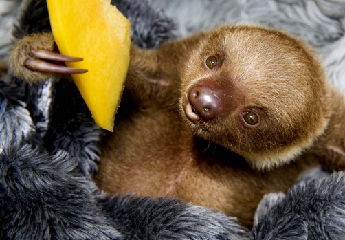 Vets say sloths eat only leaves, do not drink water and in Costa Rica tend to live on the Caribbean coast to the east ...