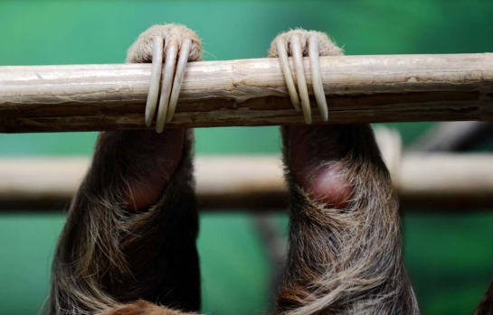 A brown-throated sloth (Bradypus variegatus) hangs from its claws at the Sloth Sanctuary in Penshurt.