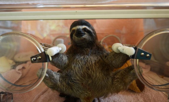 A baby brown-throated sloth (Bradypus variegatus) remains in an incubator at the Sloth Sanctuary in Penshurt, some 220 ...