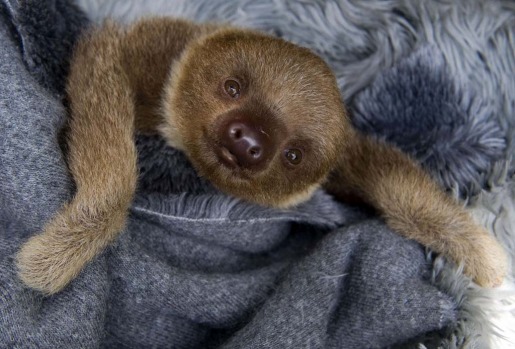 The sloths brought in as babies stay for good, because they do not know how to live in their native habitat.