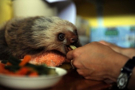 Claire, a worker at the Sloth Sanctuary in Penshurt, some 220 km east of San Jose, Costa Rica, helps a baby Hoffmann's ...