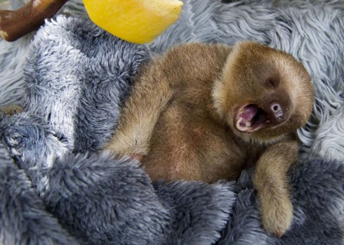 Vets say sloths eat only leaves, do not drink water and in Costa Rica tend to live on the Caribbean coast to the east ...