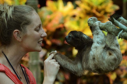 A volunteer at the Sloth Sanctuary plays with a brown-throated sloth (Bradypus variegatus) at the sanctuary in Penshurt, ...