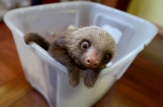 A baby Hoffmann's two-toed sloth (Choloepus hoffmanni) at the Sloth Sanctuary in Penshurt.