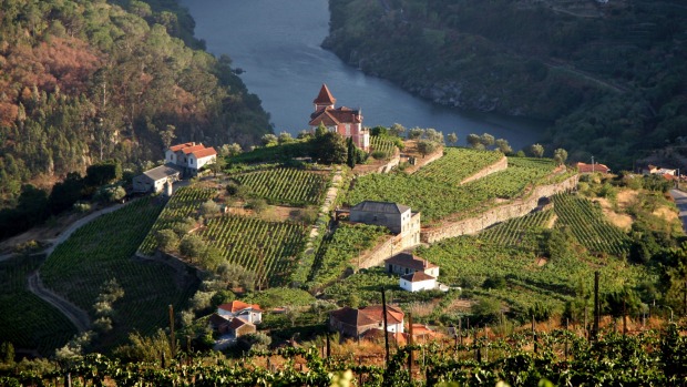 Vineyard in Douro Valley, Portugal.