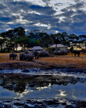 DE1DBH zoology / animals mammal / mammalian Elephantidae African Bush Elephant (Loxodonta africana) elephant herd at ...