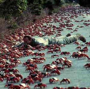 The annual migration of the red land crab to the sea is a world-renowned spectacle.