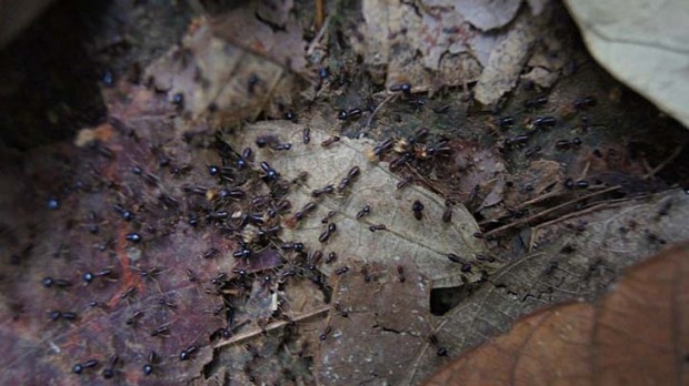 It's no picnic when ants attack.
