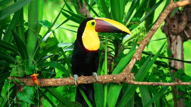 Nature's bounty ... a toucan in the rainforest.