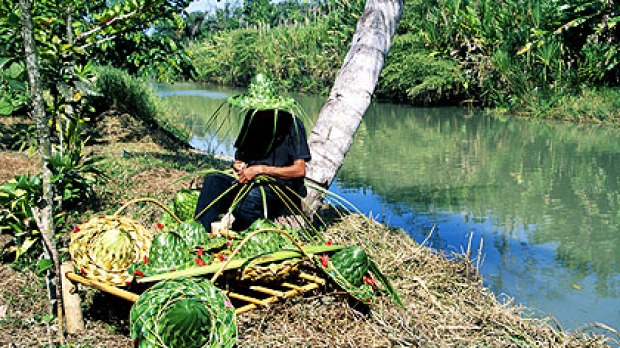 Nature at work ... making hats beside the Tortuguero Canal.