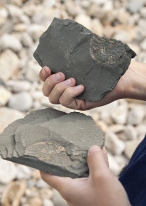 Ammonite fossils.