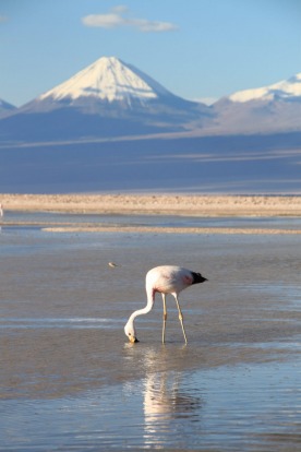 There's almost an embarrassment of natural riches in Chile. From top to bottom of this pencil-thin land, stunning ...