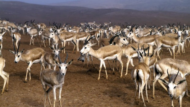 Gazelles roam the island.