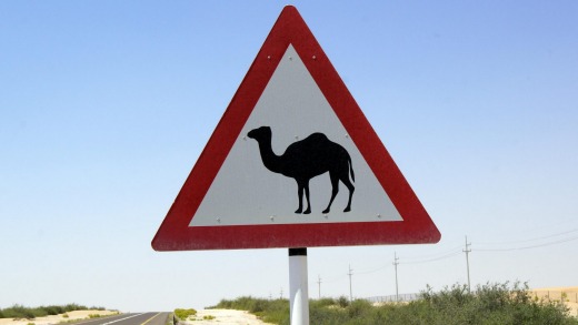 Camels roam freely in the deserts surrounding Abu Dhabi.