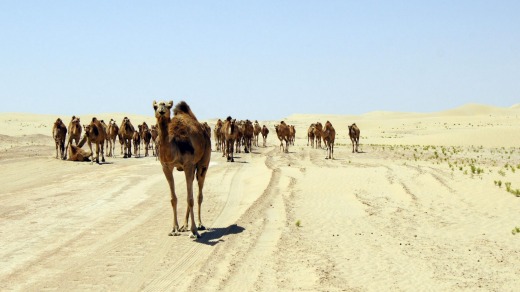 Road block: Confronted by a herd of camels.