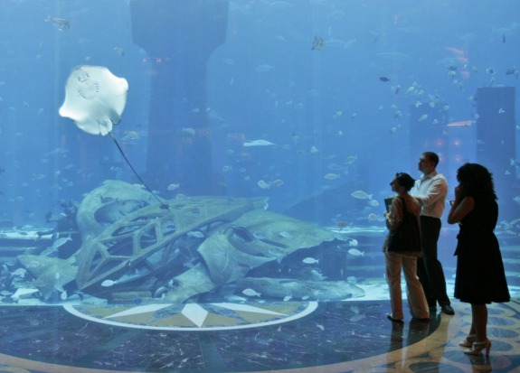 The marine habitat at the Atlantis will be stocked with thousands of marine animals and include a "Dolphin Bay".