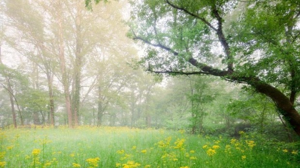 Natchez Trace Parkway.