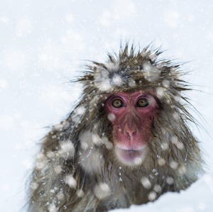 An adult snow monkey forages for food in the snow at Jigokudani Monkey Park in Japan.