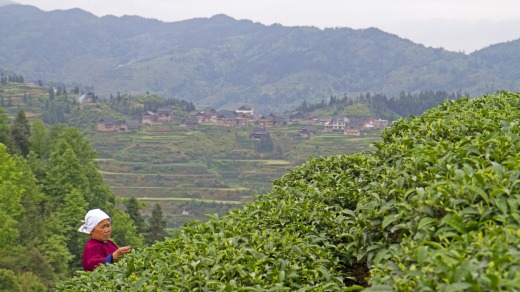 Tea picker in the mountains of Guizhou Tea picker.