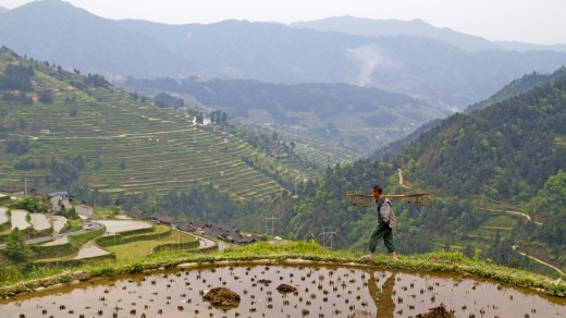 Rice worker in fields above the town of Yongle Rice fields, Yongle