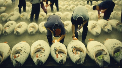 Making a meal of it: The tuna auction at Tsukiji fishmarket in Tokyo.