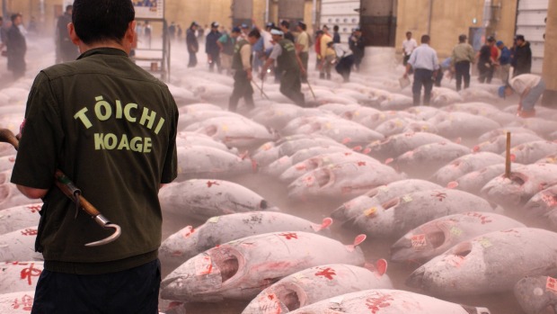 Seafood platter: Frozen tuna laid out before auction at the Tsukiji fish market in Tokyo.