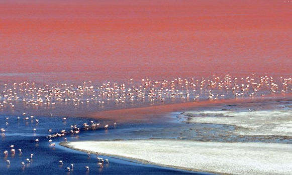 Visitors can find various types of flamingos, giant cacti, geysers, hot springs, volcanoes and colorful ponds.