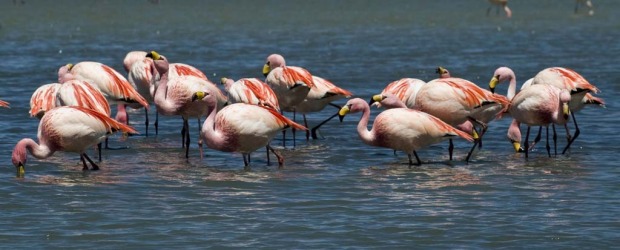 A flock of flamingos are seen wading in Laguna Colorada located within the Eduardo Abaroa Andean National Fauna Reserve.